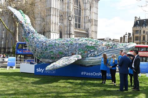 The alarming trend of beached whales filled with plastic, 